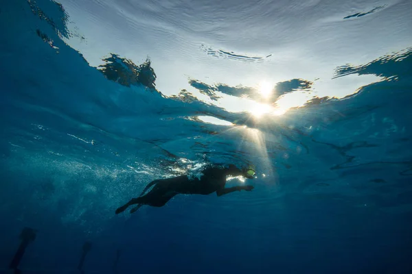 Cane Stanno Nuotando Acqua — Foto Stock