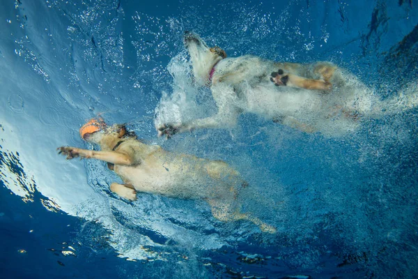 Cane Stanno Nuotando Acqua — Foto Stock