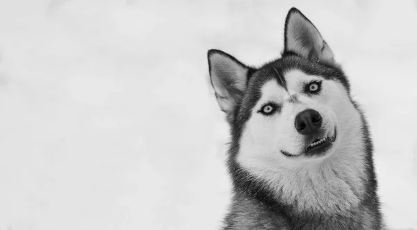 Ein Süßer Husky Hund Sitzt Schnee — Stockfoto
