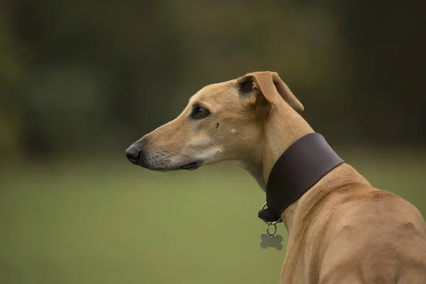 Pes Sedící Saluki Hledat Dál — Stock fotografie