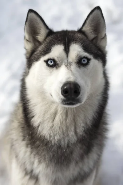 Karda Oturup Şirin Bir Husky Köpek — Stok fotoğraf