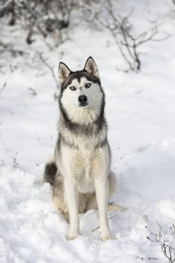 Kar üzerinde bir husky oturan