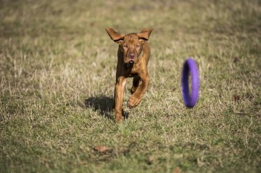 Macar vizsla mor bir dogtoy sonra çimenlerin üzerinde çalışan