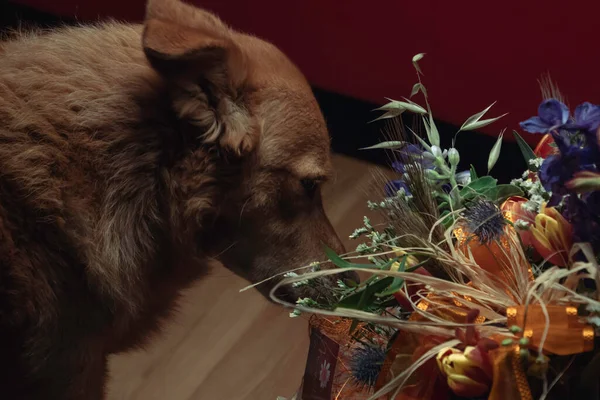 Ein Hund Riecht Einen Blumenstrauß — Stockfoto