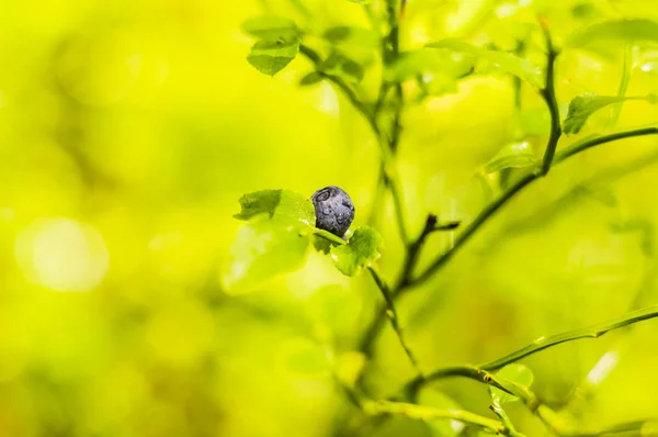 Mirtilos em arbustos — Fotografia de Stock