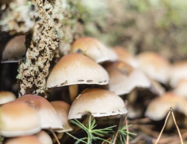 karabuğday güdük üzerinde