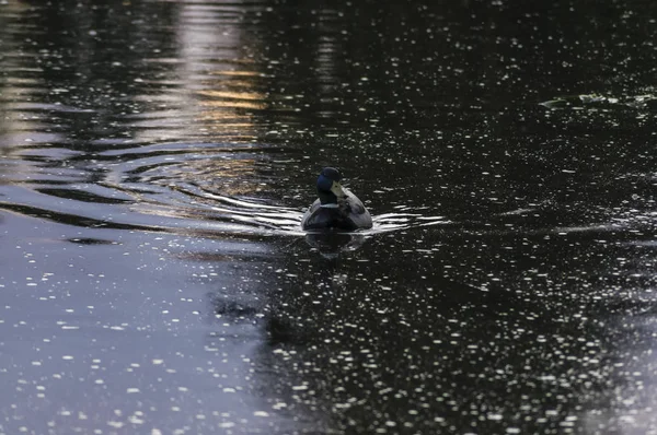 Pato no rio — Fotografia de Stock