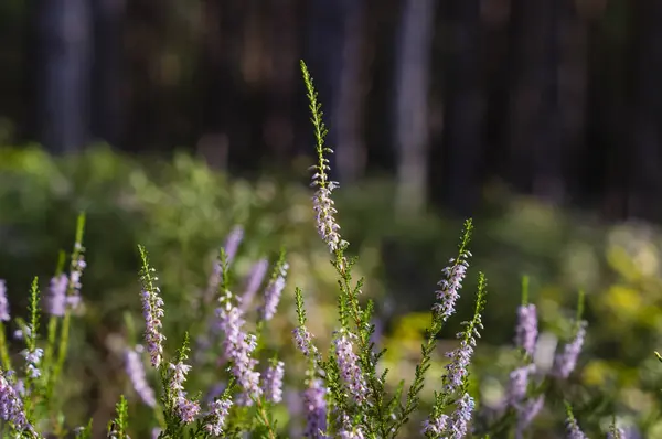 Heidekraut im Wald — Stockfoto