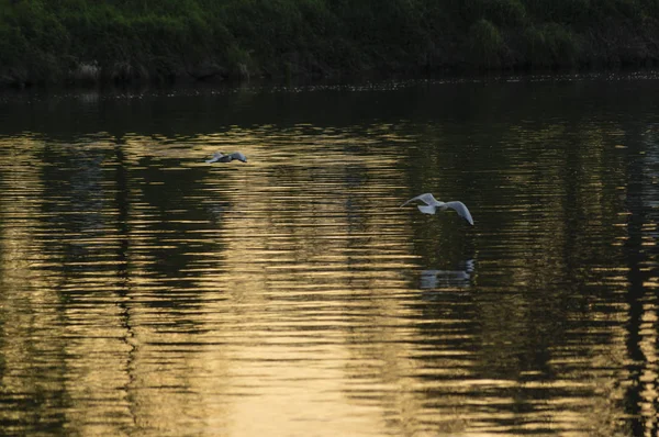 Racek na řece — Stock fotografie