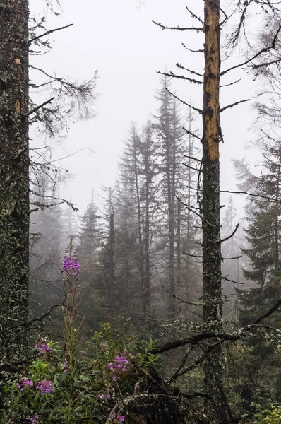 Sisin içindeki orman