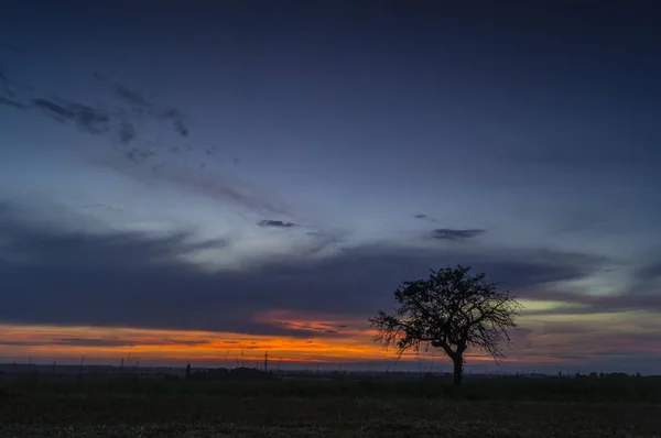 夕阳树 — 图库照片