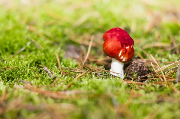Toadstool vermelho na floresta — Fotografia de Stock
