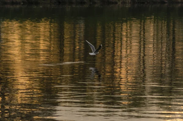 Racek na řece — Stock fotografie