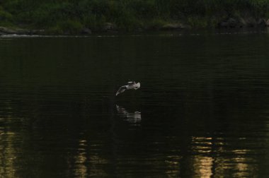 Nehrin üzerinde martı