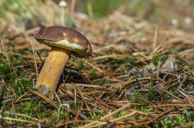Ormanda boletus