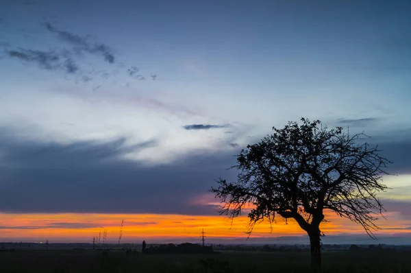 Δέντρο στο ηλιοβασίλεμα — Φωτογραφία Αρχείου