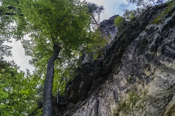 Леса и песчаники — стоковое фото