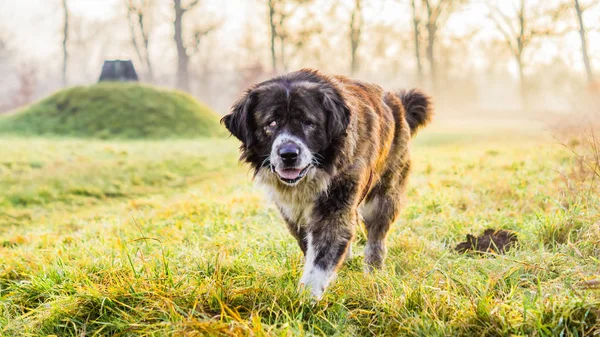 Cão pastor caucasiano no campo com grama verde — Fotografia de Stock