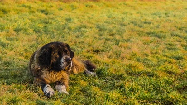 Cão pastor caucasiano no campo com grama verde Imagens Royalty-Free