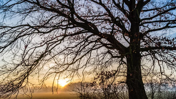 Egyedül egy nagy fa a réten naplementekor. — Stock Fotó