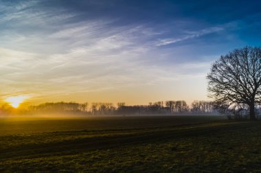 Gün batımında çayırda yapayalnız büyük bir ağaç