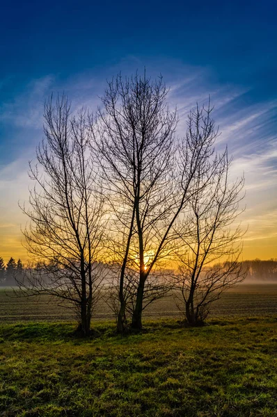 Τρία δέντρα στο λιβάδι στο ηλιοβασίλεμα με μπλε ουρανό — Φωτογραφία Αρχείου
