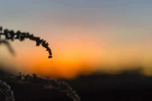 Feldblumen im Kontrast zum Sonnenuntergang in starkem Kontrast — Stockfoto