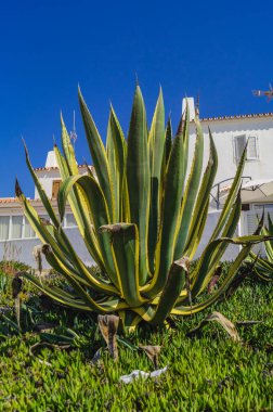 Agave Americana 'nın eski evinde kuru yaprak uçları ve bir evi var.