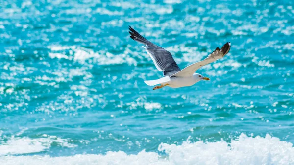 Leicht fliegende Möwe über der Oberfläche des azurblauen Meeres — Stockfoto