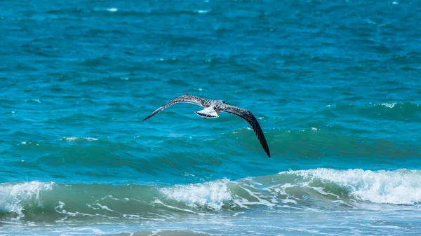 Leicht fliegende Möwe über der Oberfläche des azurblauen Meeres — Stockfoto