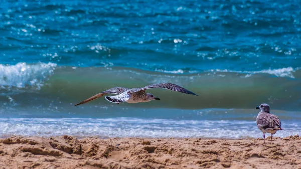 Möwe fliegt über Sandstrand und Meeresspiegel — Stockfoto