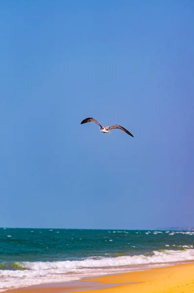 모래사장과 해수면 위를 날고 있는 갈매기 — 스톡 사진