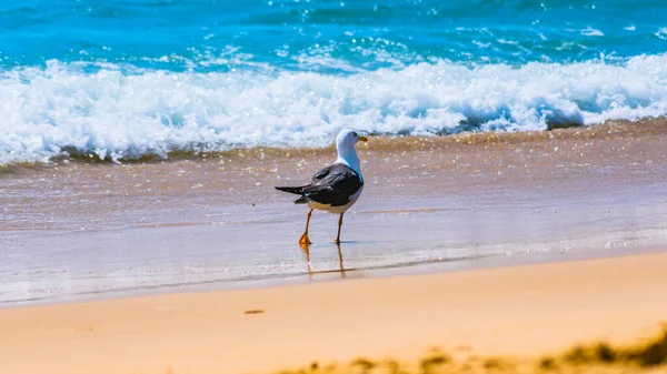 海鸥肖像映衬着蓝色的海岸. — 图库照片