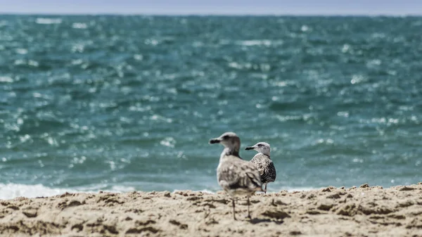 Stehendes Möwenporträt vor blauem Meer. — Stockfoto