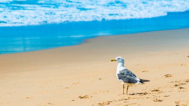Mavi deniz kıyısında duran martı portresi.