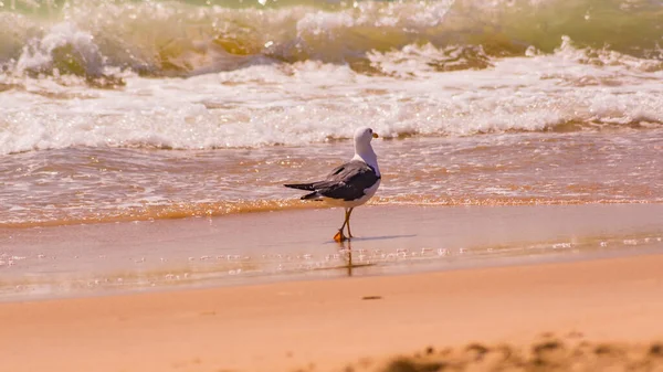 Stehendes Möwenporträt vor blauem Meer. — Stockfoto