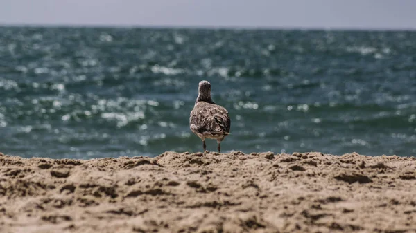 Standing seagull portrait against blue sea shore. — Stock Photo, Image