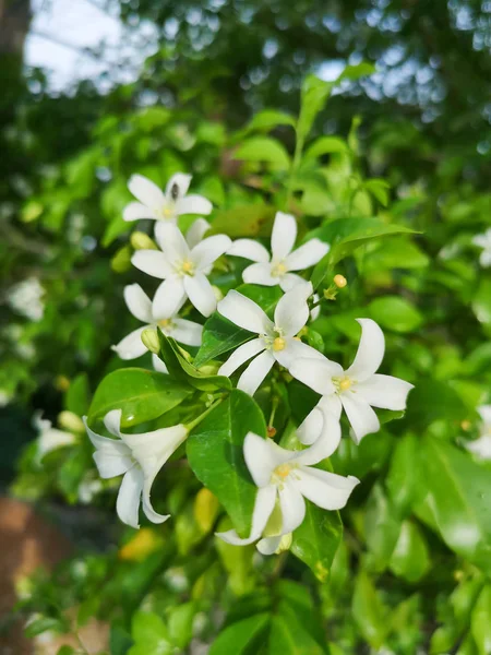 Las hermosas flores en la mañana . — Foto de Stock