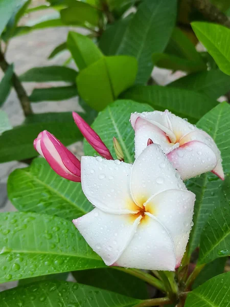 Las hermosas flores en la mañana . —  Fotos de Stock