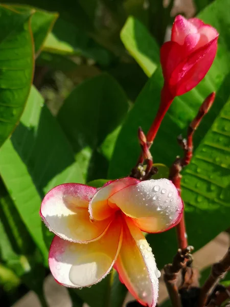 Las hermosas flores en la mañana . —  Fotos de Stock