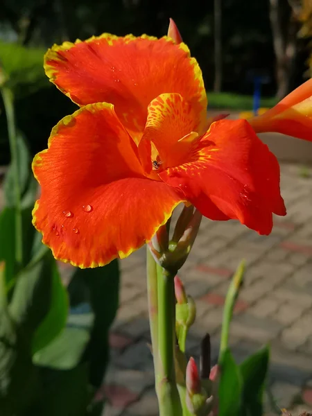 Las hermosas flores en la mañana . —  Fotos de Stock