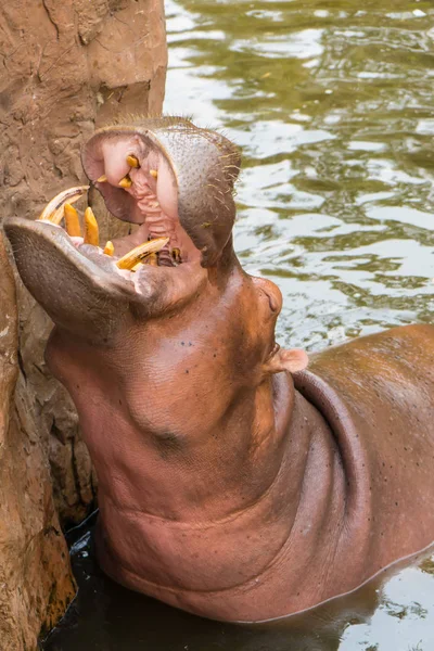 O hipopótamo grande bonito . — Fotografia de Stock
