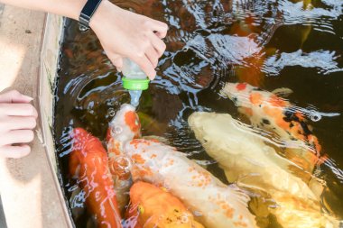 Taze süt ile sazan balığı besleme.