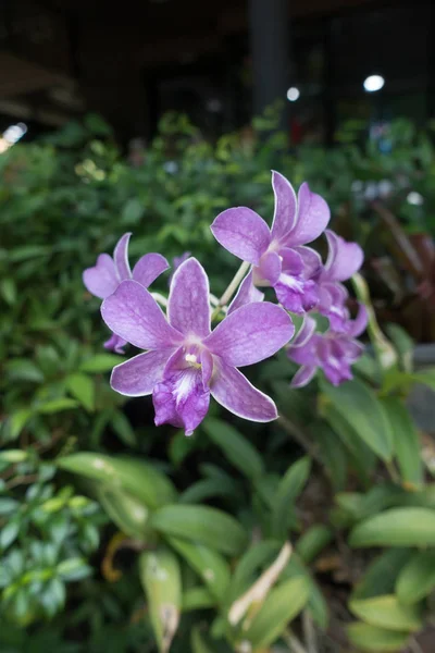 Krásné purpurové květiny, vynikající a elegantní. — Stock fotografie