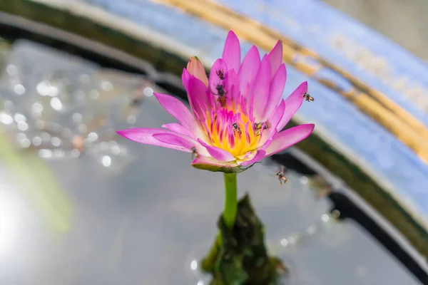 Le api stanno mangiando polline di loto al mattino . — Foto Stock
