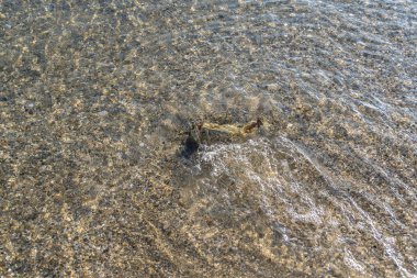 Deniz o kadar parlak ki kabuklar aşağıda görülüyor..