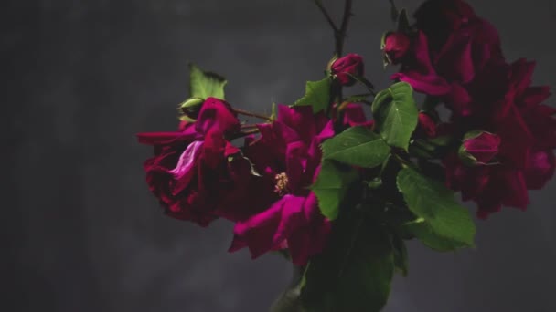 腐烂的褪色花园玫瑰是一个美丽的黑暗背景 — 图库视频影像
