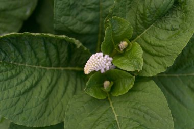 Tomurcuklanma dönemde Amerikan pokeweed (Phytolacca americana)