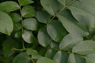 Ceviz yeşil arka plan yaprakları