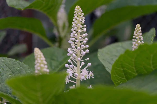 Американська Pokeweed Phytolacca Americana Період Початківцям — стокове фото